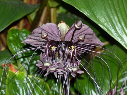 Chinesische Schwarze Fledermaus