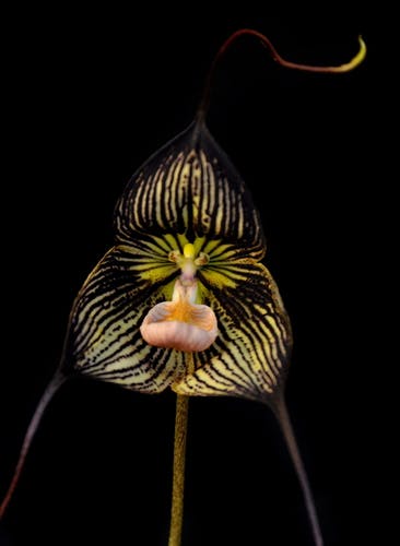 Dracula Vampira Orchid