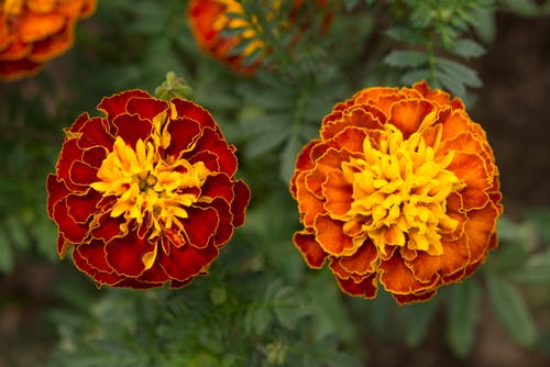 Marigolds red and orange