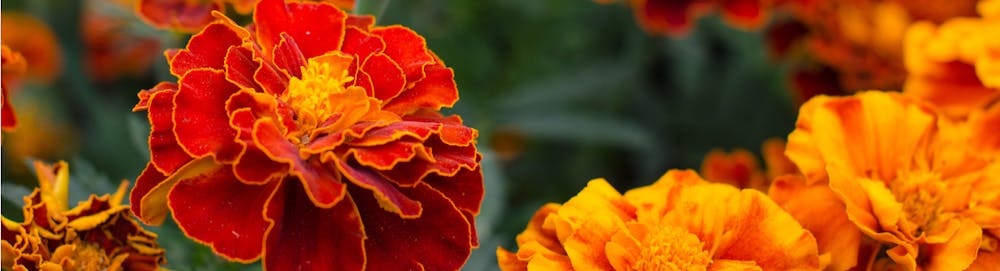 The Magic of Marigolds