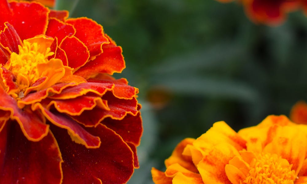 The Magic of Marigolds Banner