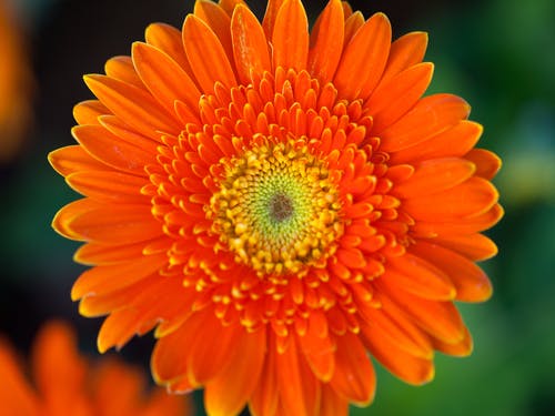 rüyalarımızdaki çiçekler turuncu gerbera