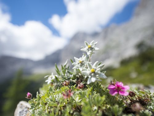 send flowers to germany edelweiss