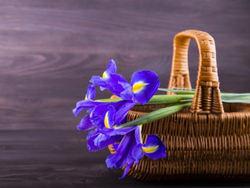enviar flores para a França íris