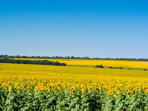 enviar flores para a França girassóis
