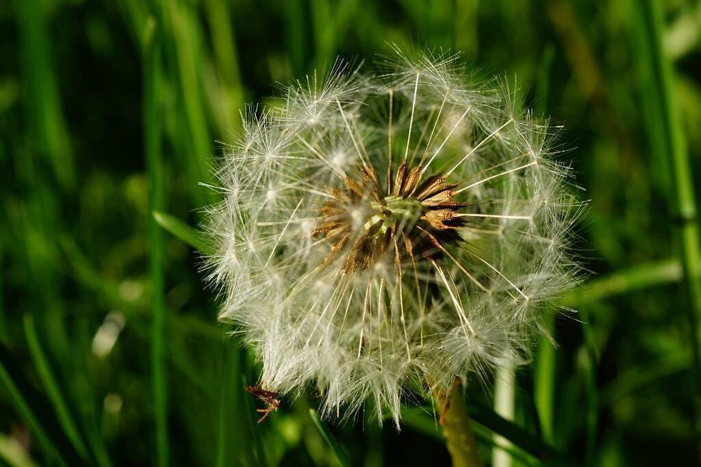 medicinal flowers