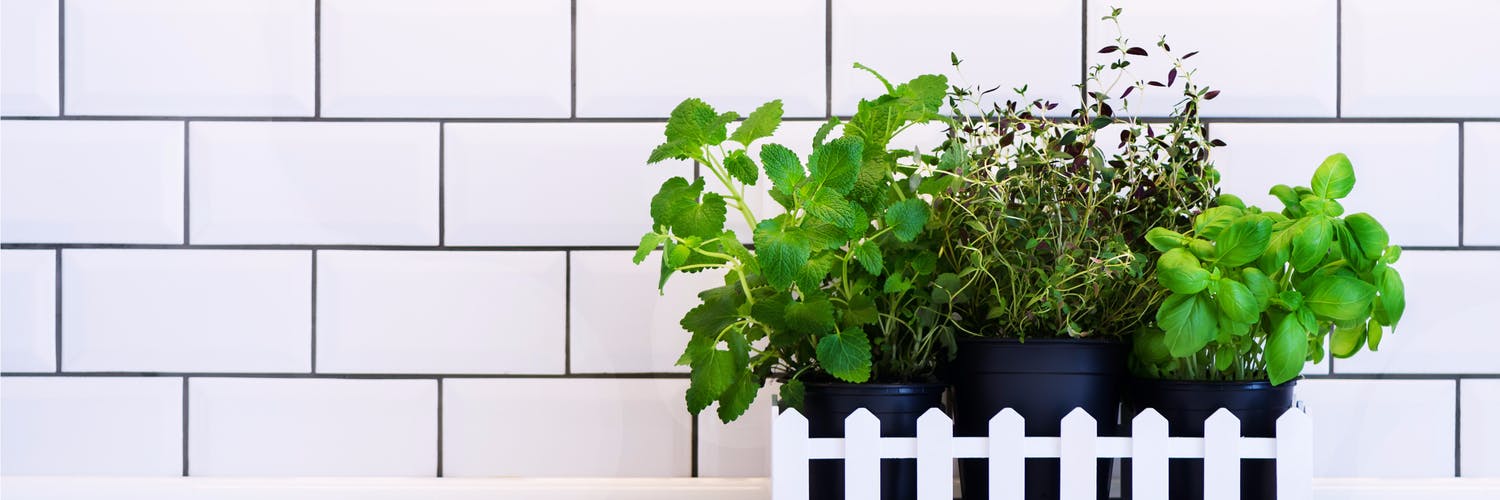 best place for plants in kitchen