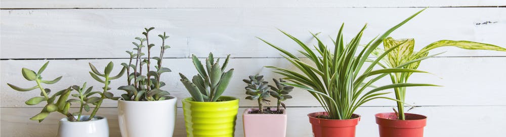 Where is the best place for plants in your home?