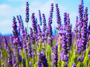 lavender aphrodisiac aphrodisiac flowers