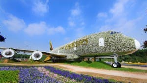 Weltrekord-Flugzeugblumen