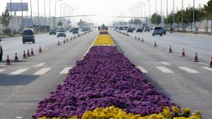 Weltrekord größter Blumenteppich