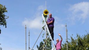 Weltrekord-Sonnenblume