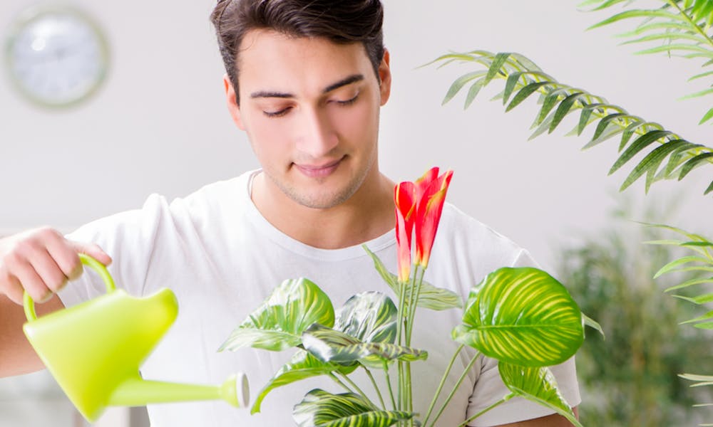 What are the 5 best flowers to give to men? Banner