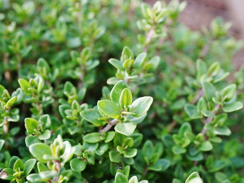 Medicinal plants Thyme