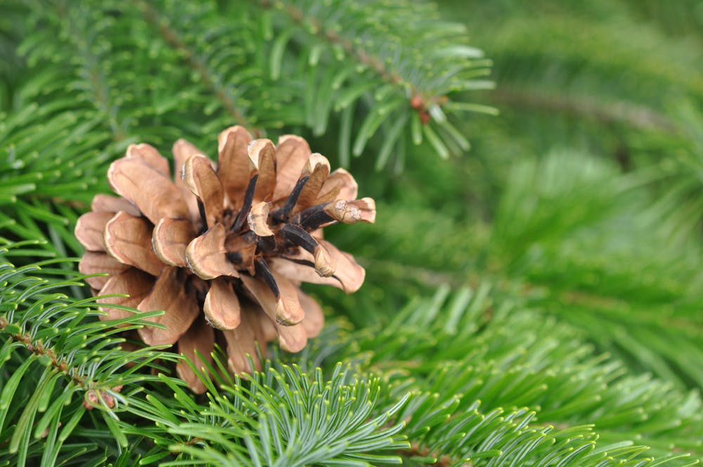 10 Fun Christmas Facts