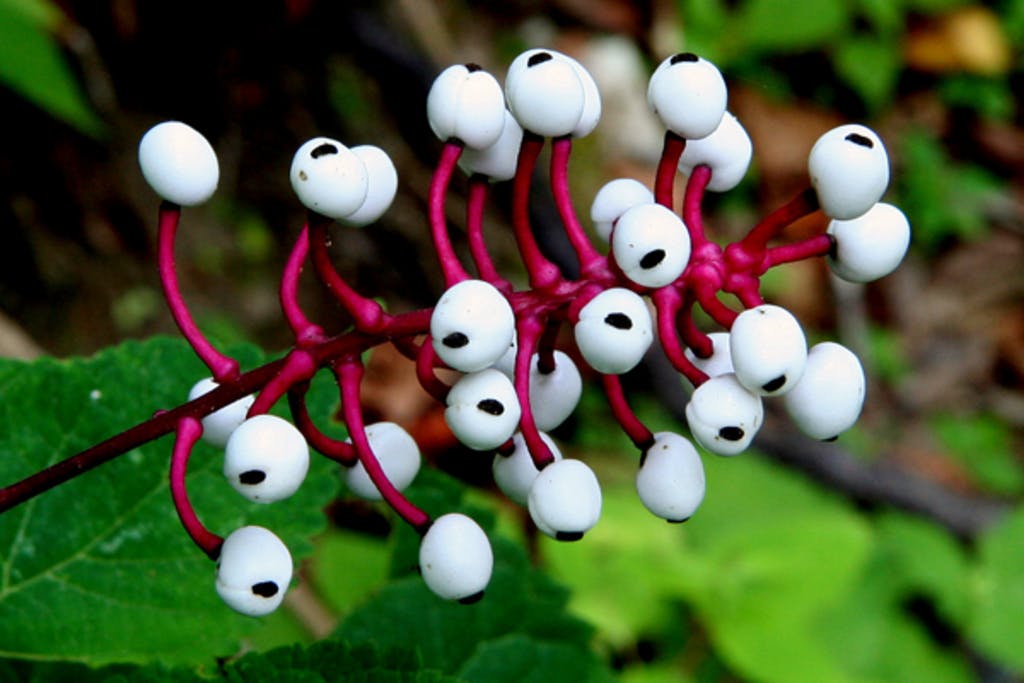 Plantas Mais Assustadoras