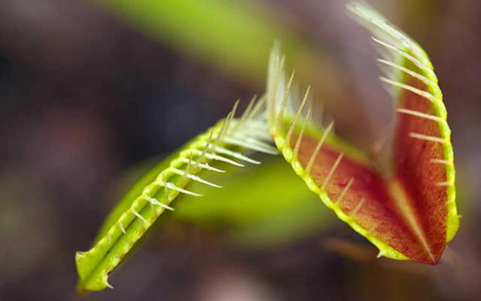 The 5 Scariest Plants for Halloween