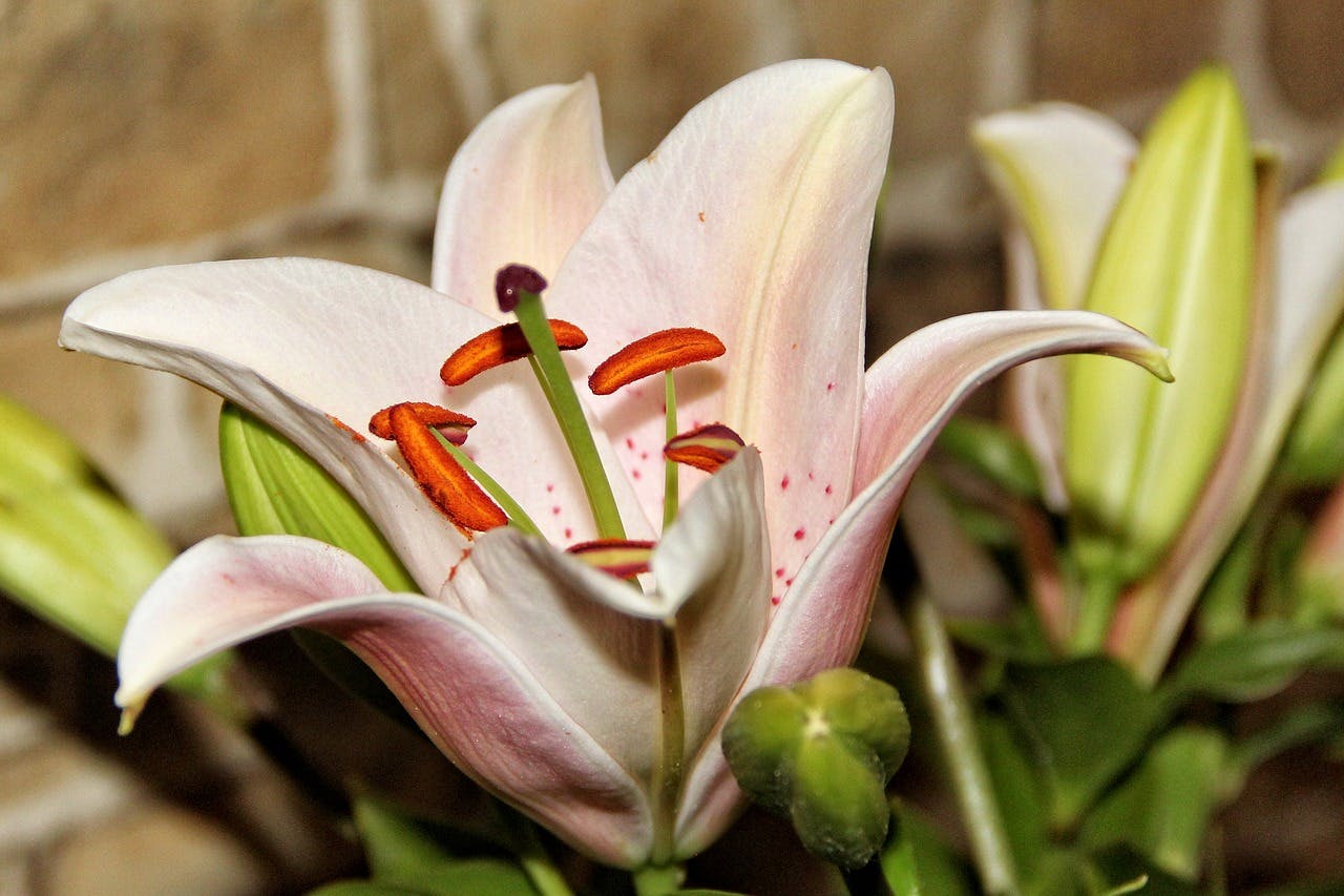 Pink Lily