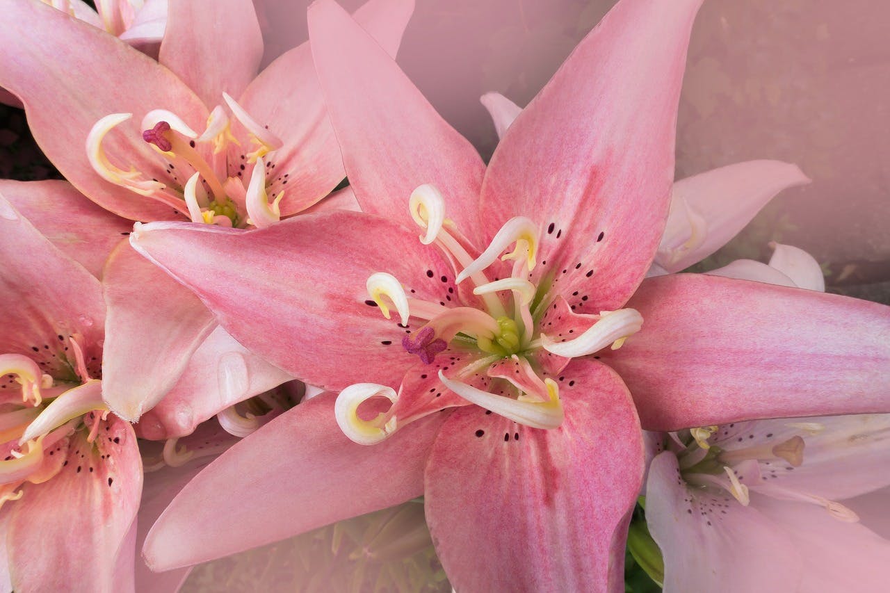 Pink Lily