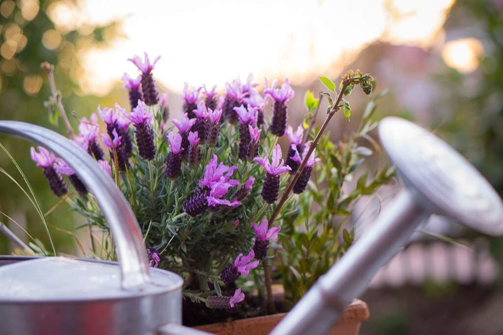 lavanda