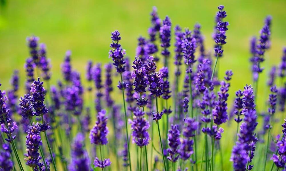 Tudo sobre lavanda Banner