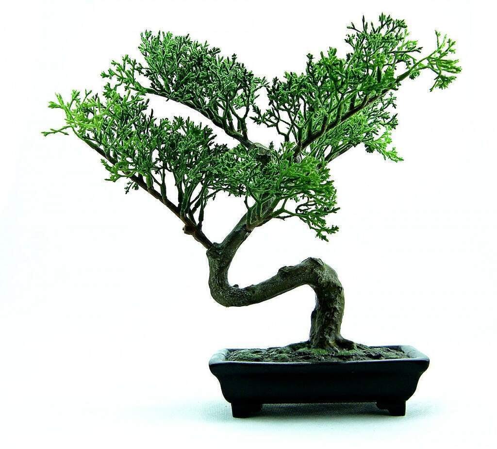 Bonsai 