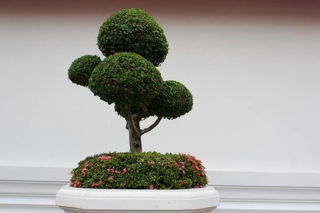 Bonsai