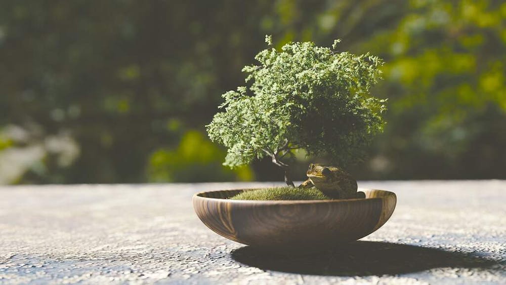 How to grow a bonsai tree