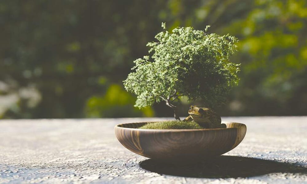 Jak uprawiać drzewko bonsai Banner