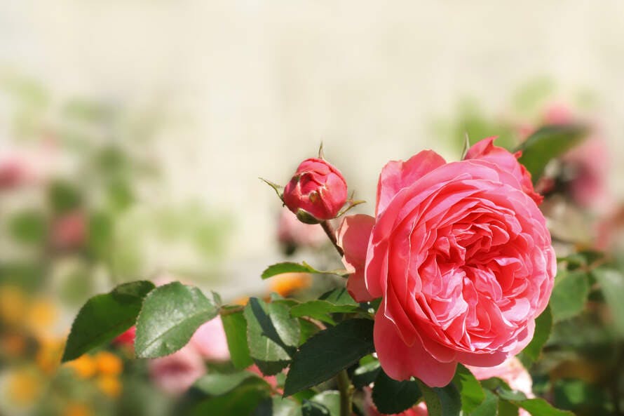 How to grow roses