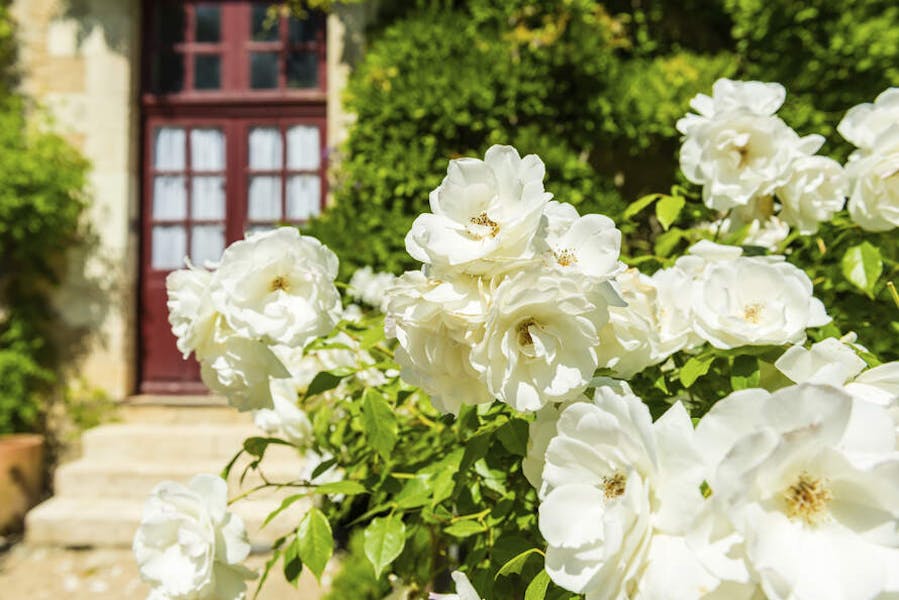 When and how to grow roses