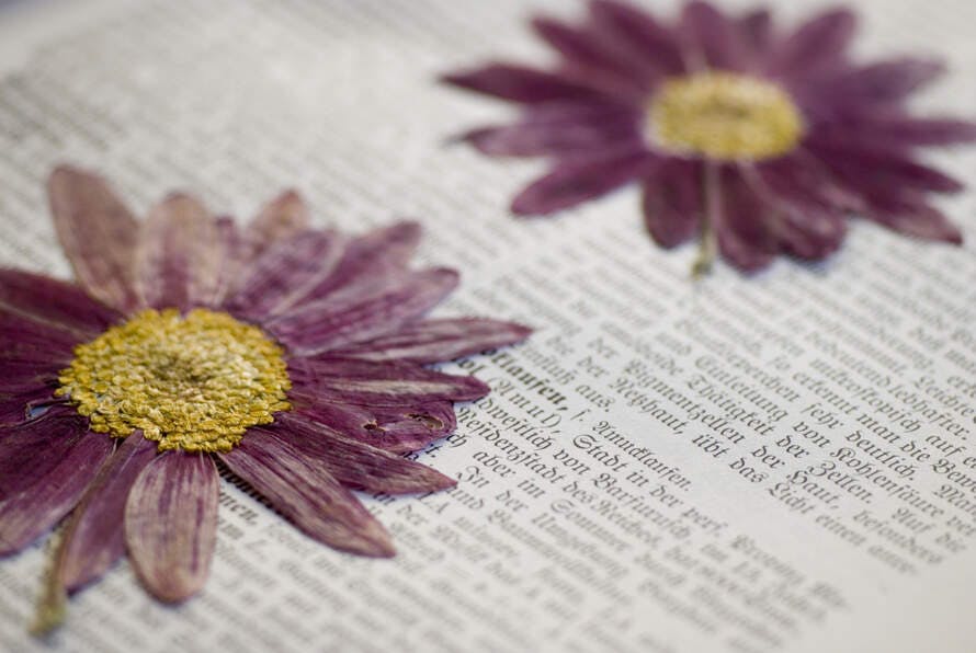 Pressed Flowers