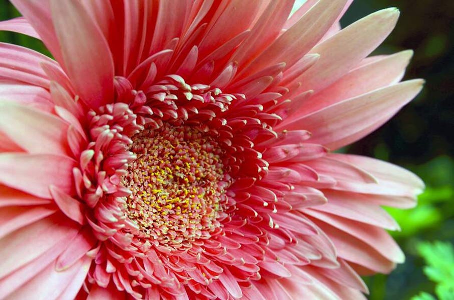 Flower of the Month: July – Gerbera