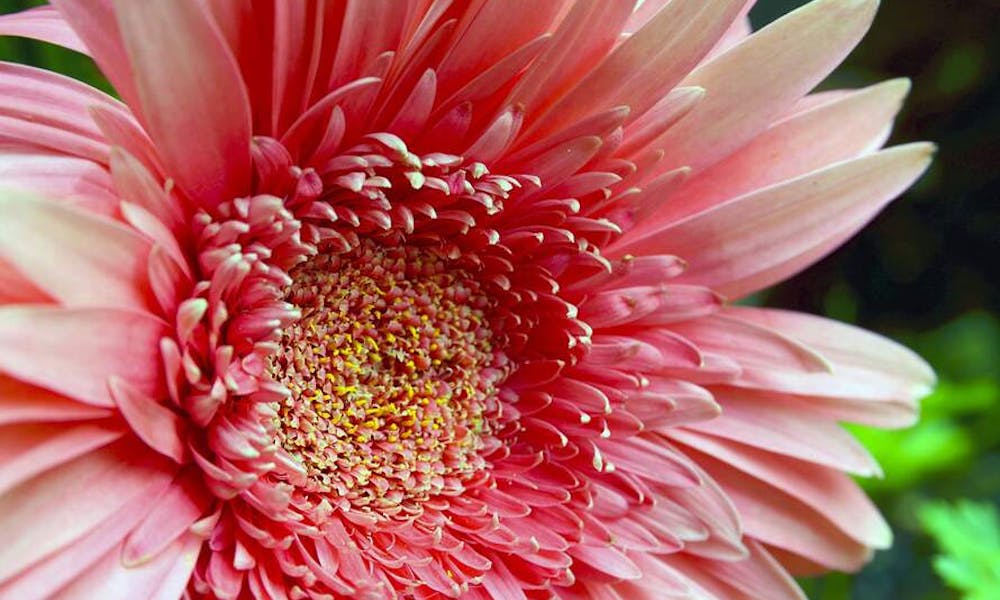 Kwiat miesiąca: lipiec – Gerbera