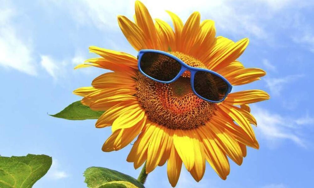 Flower of the Month: June – Sunflowers Banner