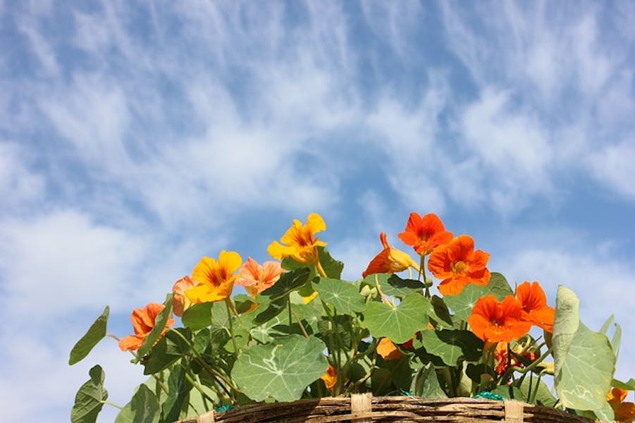 Nasturtium: Bright greenery and vibrant flowers