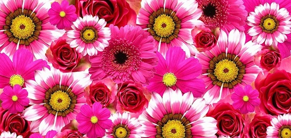 A tribute to gerbera