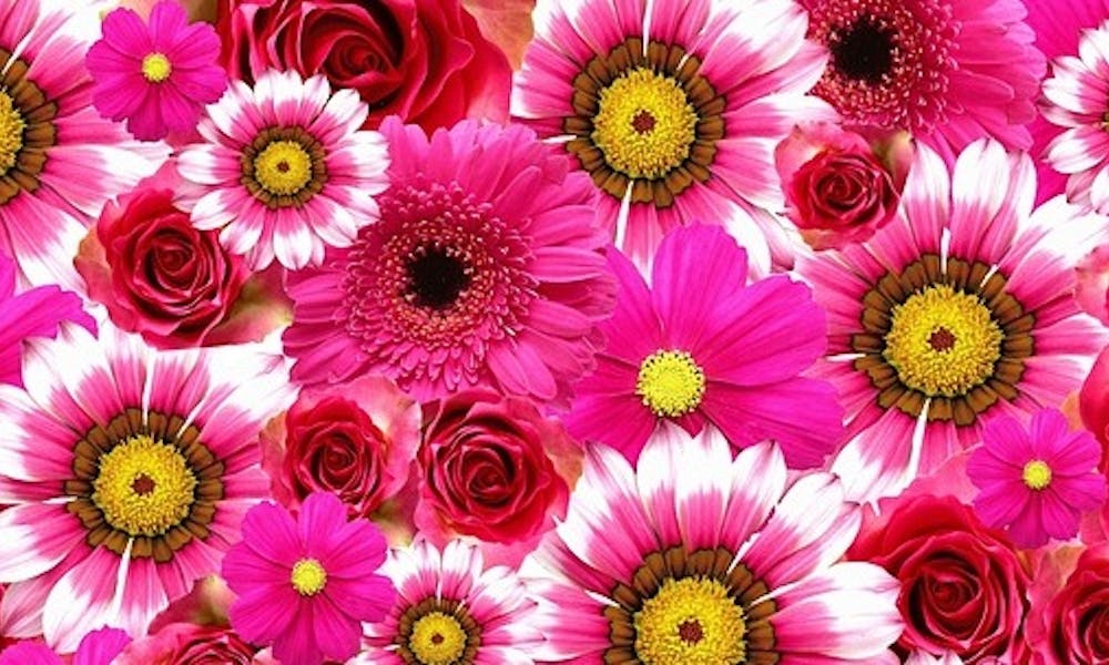 Uma homenagem à gerbera Banner