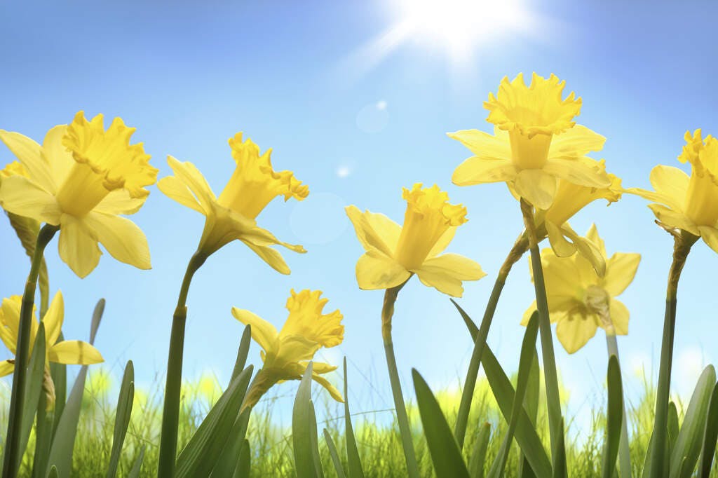 Yellow daffodil flower in the field