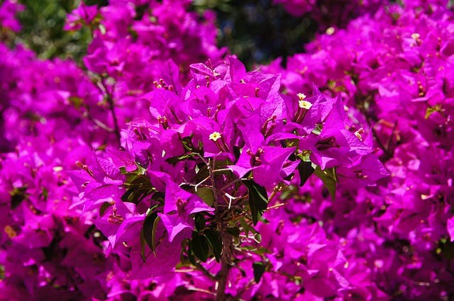 Bougainville