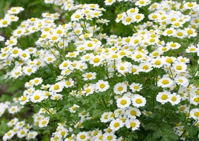 Camomille, Russia national flowers