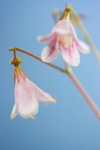 Linnea borealis, Sweden