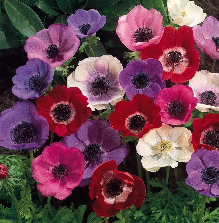 Anemonies flowers