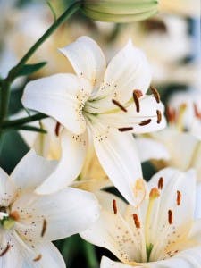 White Lily - Flowers of the World