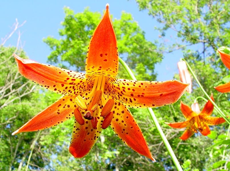 Flowers of the World: Canada