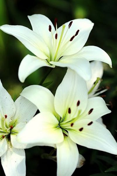 Lilies, the noblest of flowers