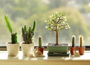 Ilumine seu escritório com flores