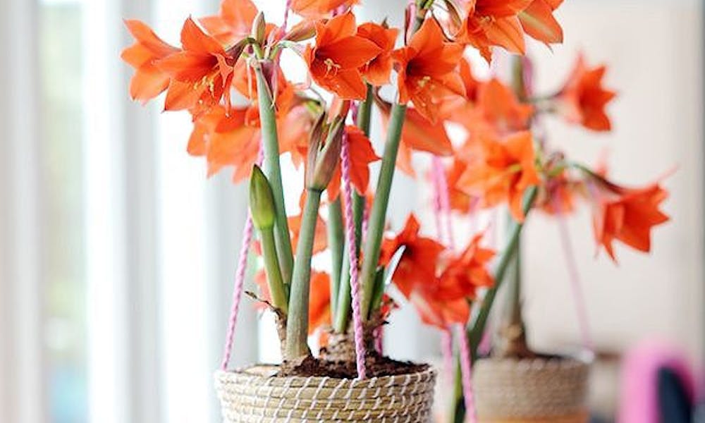 Neste verão, decore sua casa com plantas e flores! Banner
