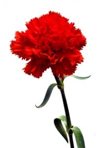 Flores de Aniversário
