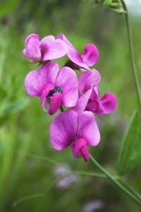 Birth Flowers